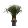 Yucca Rostrata - 80 - 100cm- Ø38
