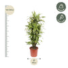 Dracaena Lemon Lime - 150 cm - ø30