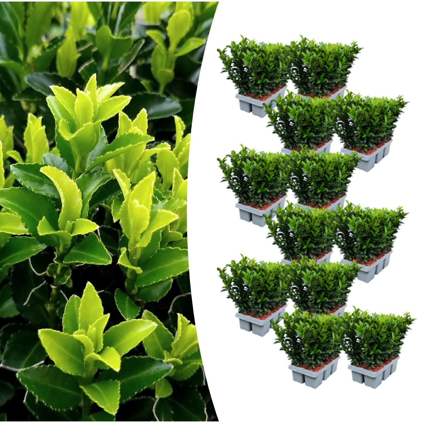 12 x 6 pack Euonymus 'Green Spire' - Ø 7 cm - ↨ 15 cm