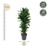 Dracaena Janet Lind vertakt - 120 cm - ø27