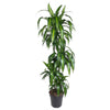 Dracaena Hawaiiana - 180 cm - ø24