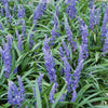 48x Liriope muscari 'Big Blue' - ↕10-25cm - Ø9cm