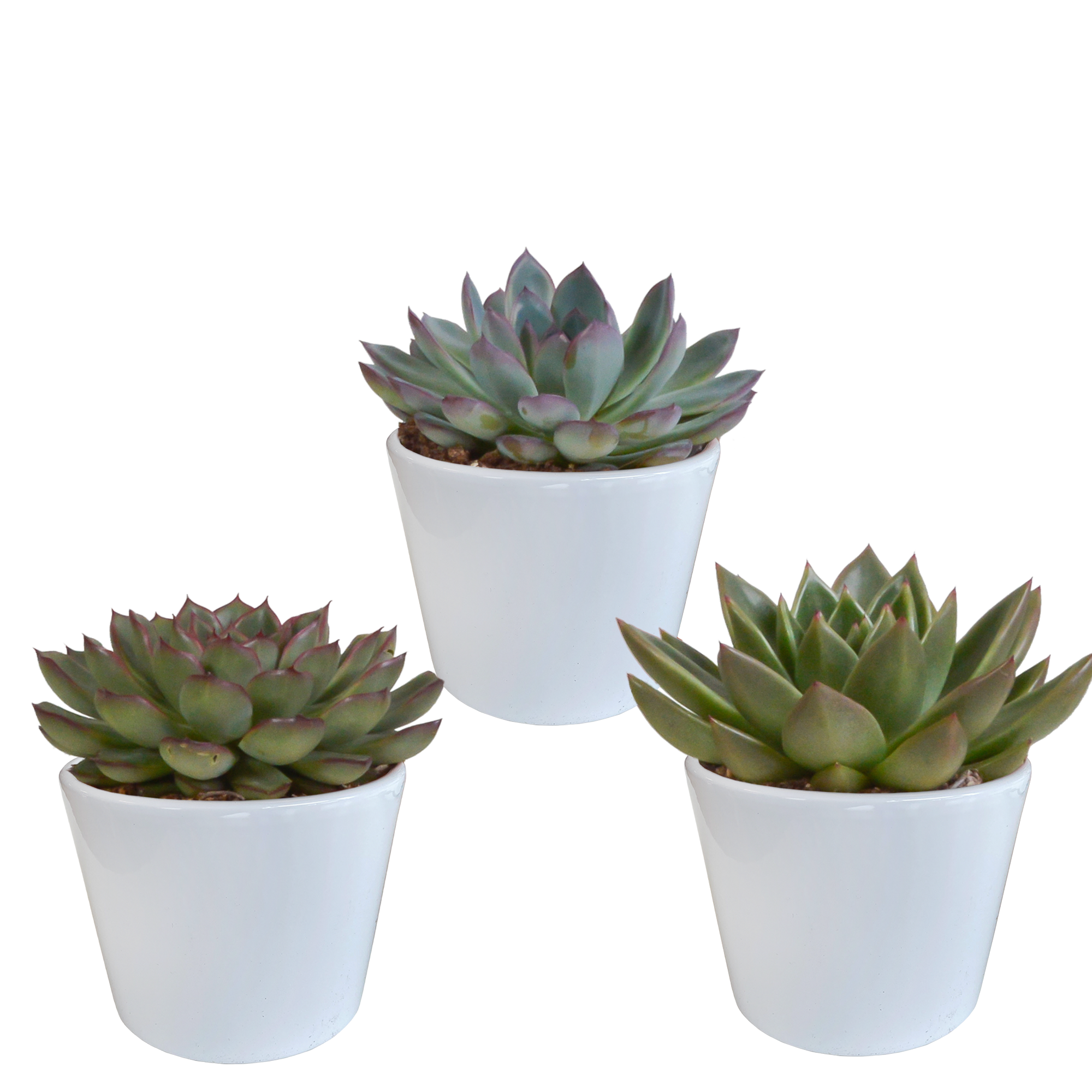 Echeveria mix 10.5 cm - 3x - in witte pot