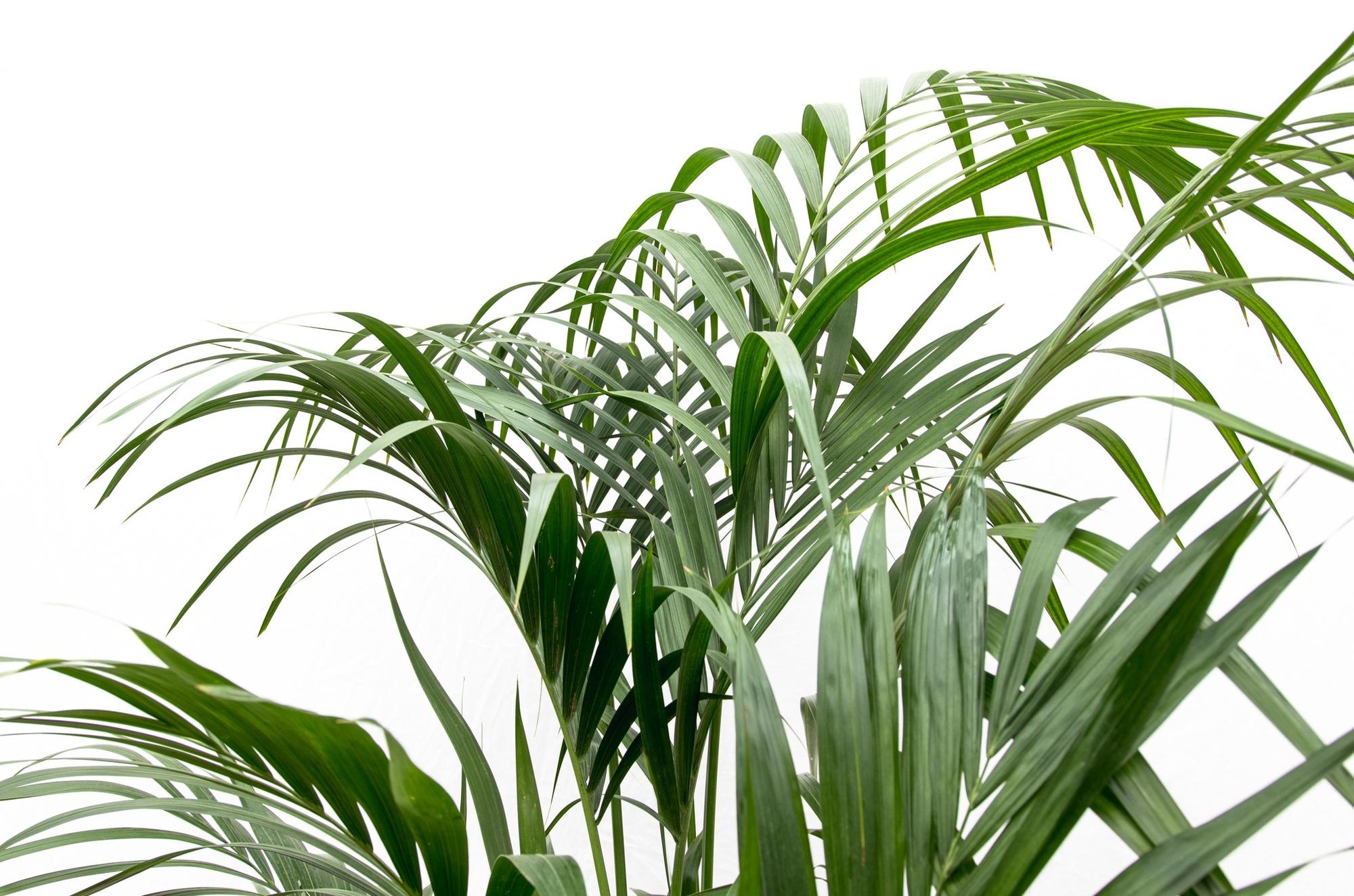 Kentia palm - 180cm - ⌀21 -24
