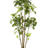 Kunstplant - Polyscias - Aralia - 160 cm