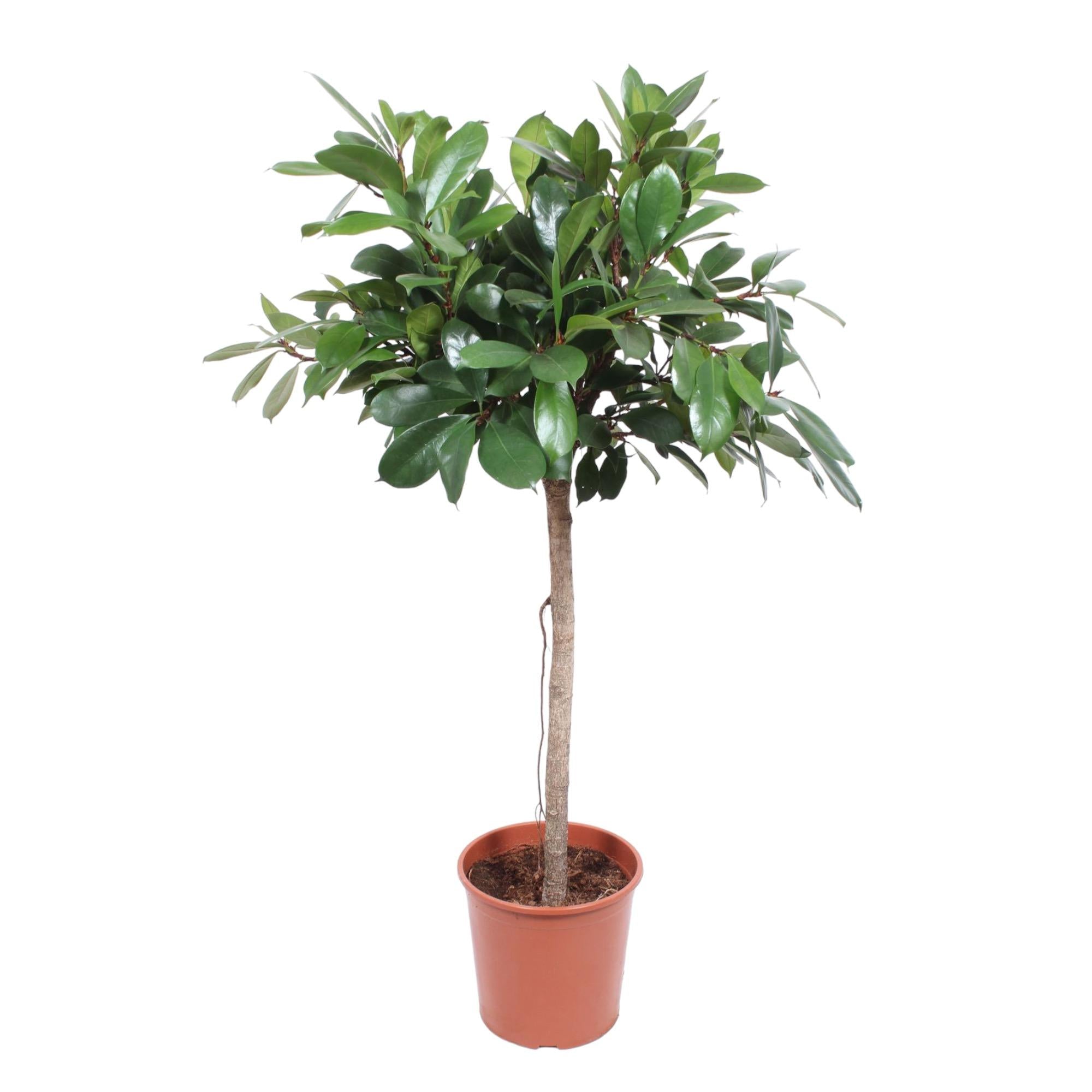 Ficus Cyathistipula plant XL - 150 cm - ø30