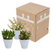 Crassula mix 8.5 cm - 3x - in witte pot