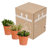 Crassula mix 10,5 cm - 3x - in terracotta pot