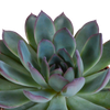 Echeveria mix 10.5 cm - 3x - in witte pot