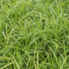 60x Carex morrowii 'Irish Green' - ↕10-25cm - Ø9cm