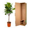 Ficus Lyrata plant XXL - 180cm - ⌀30