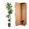 Dracaena Janet Lind - 180 cm - ø27