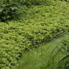 60x Pachysandra term. 'Green Carpet' - ↕10-25cm - Ø9cm
