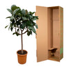 Ficus Elastica Robusta op stam - 190 cm - ø40