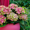 Green boutiQ - Terrasplant - Hortensia - Hydrangea Magical Green Fire - Roze Groen - 6-10 Bloemen - 2 Planten - Pot 23cm Hoogte 55cm