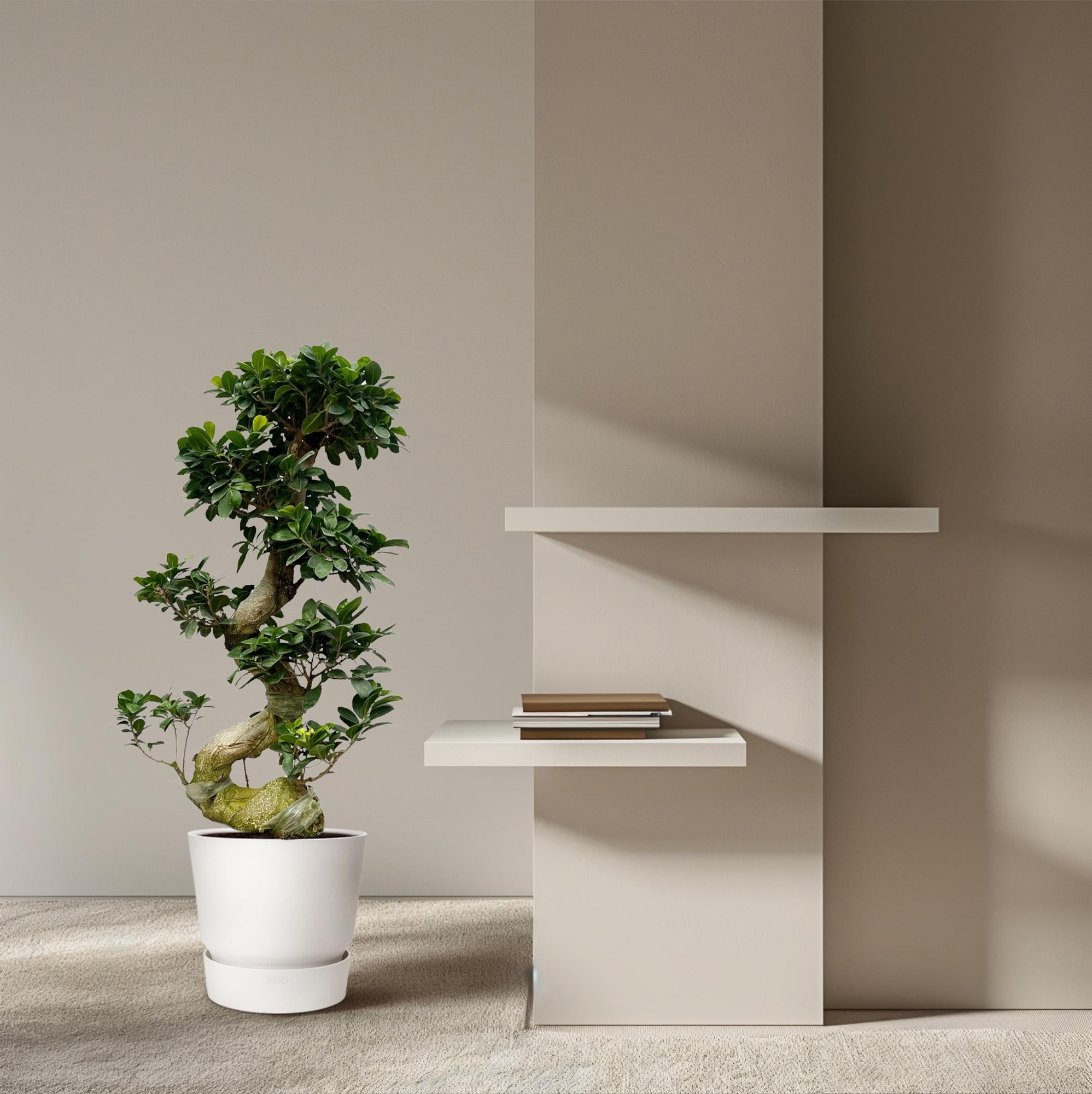 Ficus Microcarpa Ginseng - 80 cm - Ø 24- 27cm