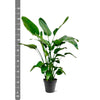 Strelitzia Nicolai - 140 - 150cm - Ø24