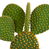 Cactus mix 10.5 cm - 3x - zonder pot