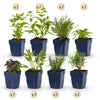 Green boutiQ - Borderpakket - Geurend - 24 Vaste planten - 3 m2 - Diversen kleuren - Weinig Onderhoud - Pot 11cm