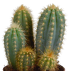 Cereus mix 10,5cm - 3x - in terracotta pot