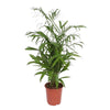 Chamaedorea Seifrizii - 140 cm - ø27