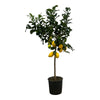 Citrus Lemon Fruitplant (Citroenplant) - 150 cm - Ø24cm