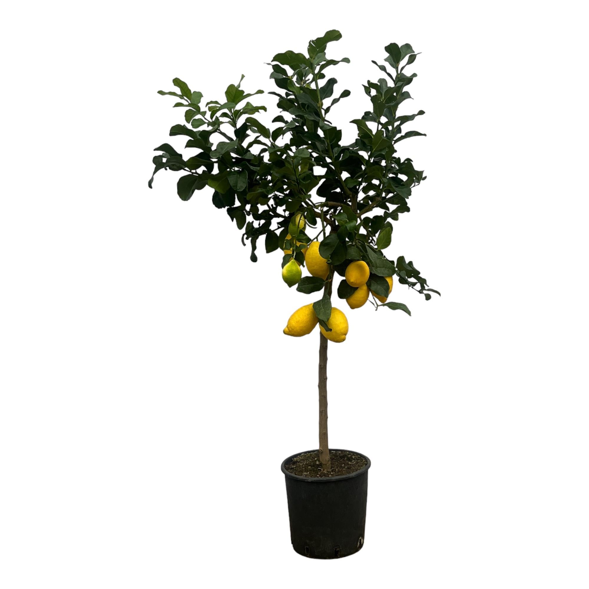 Citrus Lemon Fruitplant (Citroenplant) - 150 cm - Ø24cm