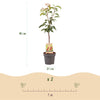 Green boutiQ - Fruitplant - Kersenplant - Prunus avium Regina  - Rode kers - Pot 21cm Hoogte 90cm