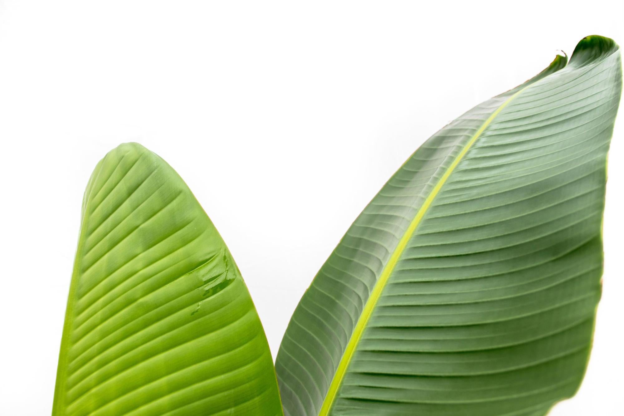 Strelitzia Augusta - 220cm - ⌀30