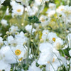 60x Anemone hyb. 'Honorine Jobert' - ↕10-25cm - Ø9cm