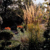 60x Calamagrostis acut. 'Karl Foerster'  - ↕10-25cm - Ø9cm