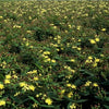 60x Hypericum inodorum 'Rheingold' - ↕10-25cm - Ø9cm