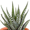 Cactus en vetplanten mix 5.5 cm | 15 stuks - zonder pot