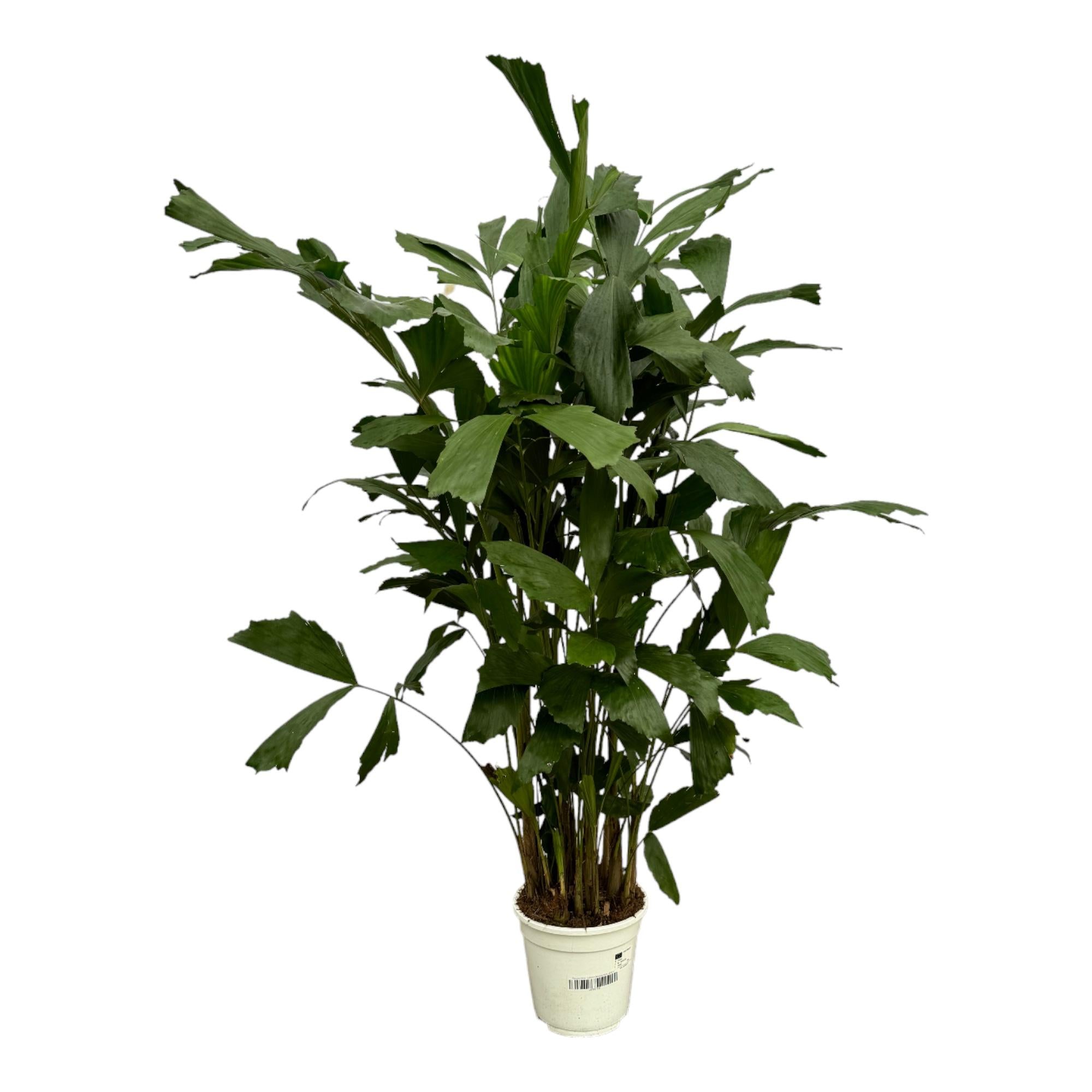 Caryota Mitis - 130 cm - Ø19cm