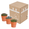 Echeveria mix 10.5 cm - 3x - in terracotta pot