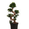 Ficus Microcarpa Ginseng - 80 cm - Ø 24- 27cm