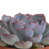 Echeveria mix 8.5 cm - 3x - in terracotta pot