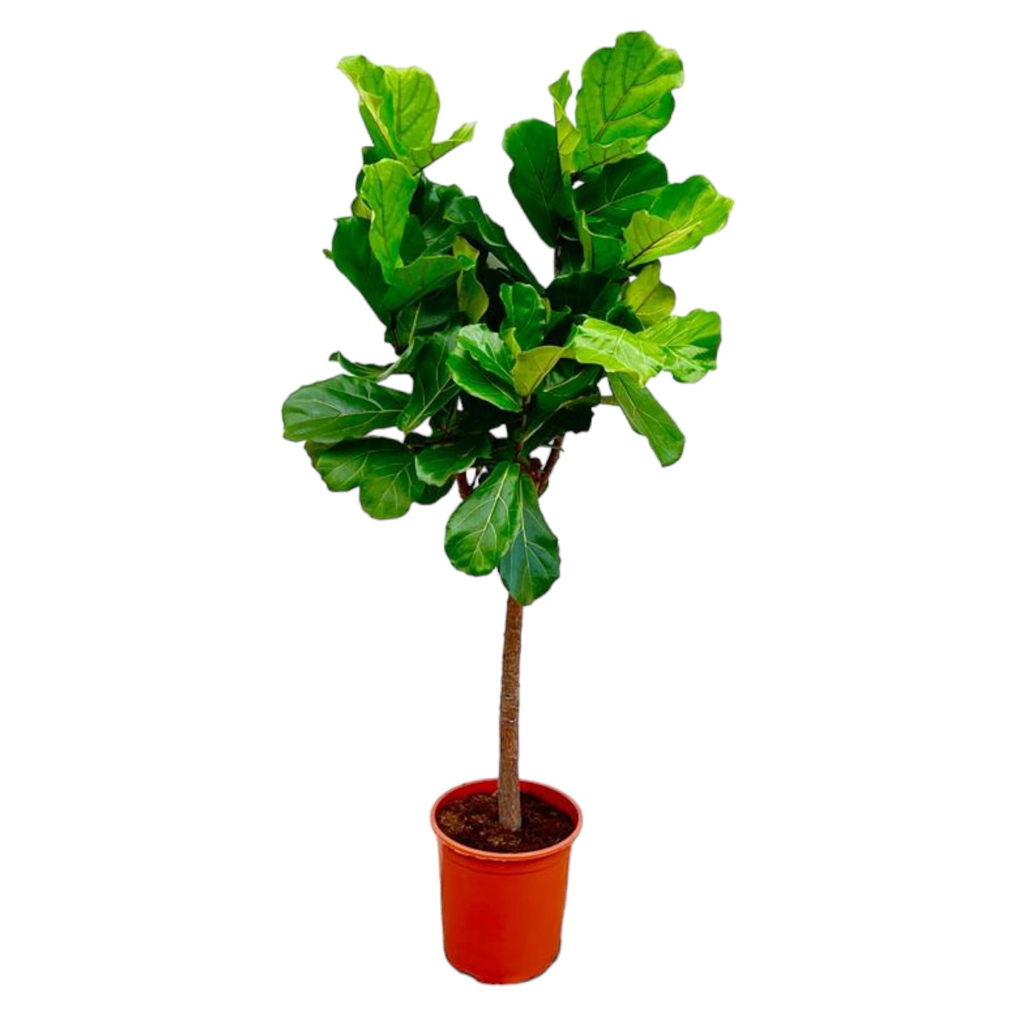 Ficus Lyrata plant XXL - 150 cm - ø30