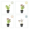 60x Sedum 'Herbstfreude' - ↕10-25cm - Ø9cm