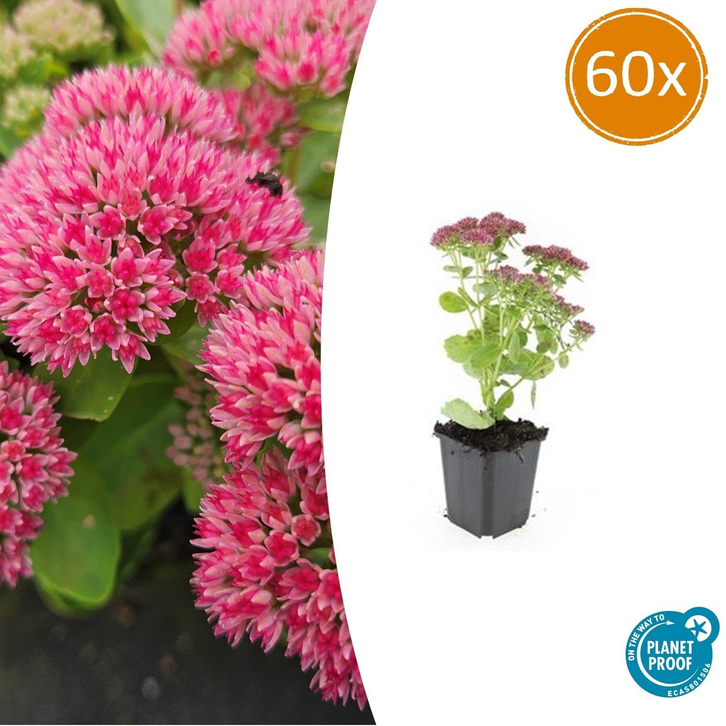 60x Sedum 'Herbstfreude' - ↕10-25cm - Ø9cm