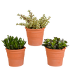 Crassula mix 10,5 cm - 3x - in terracotta pot