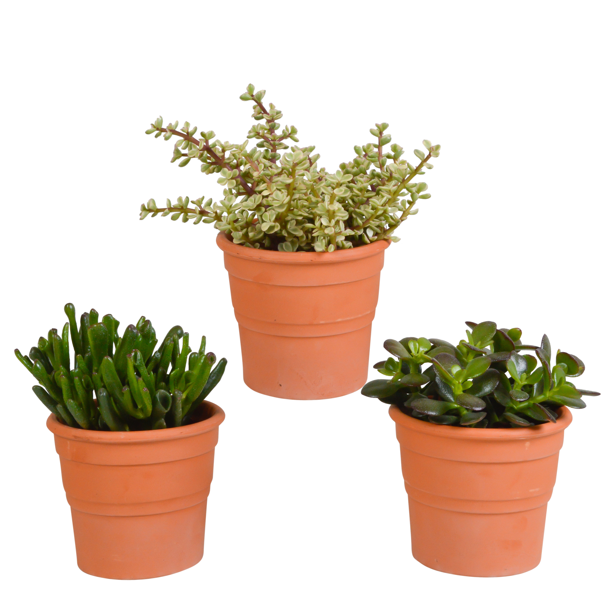 Crassula mix 10,5 cm - 3x - in terracotta pot