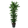 Dracaena Janet Lind vertakt - 170 cm - ø34