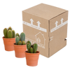Cereus mix 10,5cm - 3x - in terracotta pot
