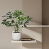 Philodendron Green Wonder - 120 cm - ø24