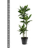 Dracaena Janet Lind - 150-160 cm - ø24