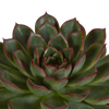 Echeveria mix 10.5 cm - 3x - in terracotta pot