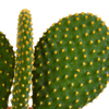 Cactus mix 10.5 cm - 3x - 12cm zonder pot