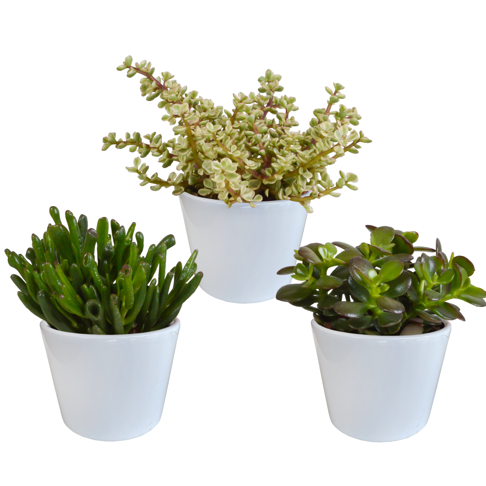 Crassula mix 10,5 cm - 3x - in witte pot
