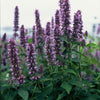 60x Agastache 'Blue Fortune' - ↕10-25cm - Ø9cm